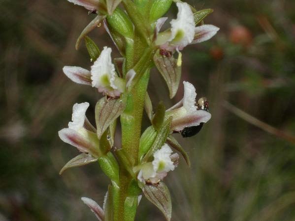 Prasophyllum spicatum - Dense Leek Orchid.jpg